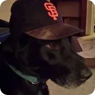 Profile picture for user Blacklab